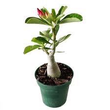 Desert Rose