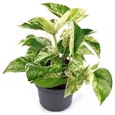 Snow/Marble Queen Pothos