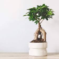 Ficus Microcarpa Ginseng (Legs)