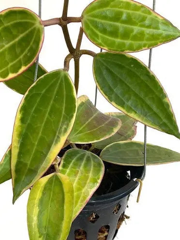 Hoya Macrophylla