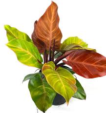 Philodendron McColleys Finale