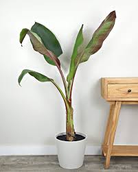 Red Banana Tree