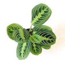Calathea Green Maranta Fishbone – Crazy Plant Bae