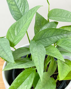 Cebu Blue Pothos