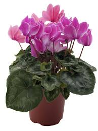 Cyclamen