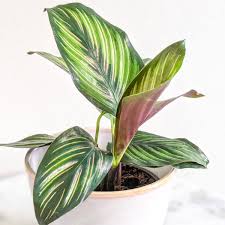 Calathea Beauty Star