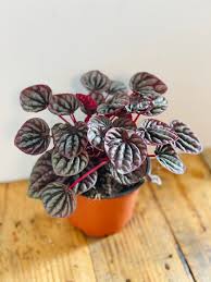 Peperomia San Marino