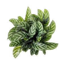 Calathea Concinna 