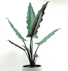 Alocasia Purple sword