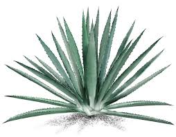 Agave