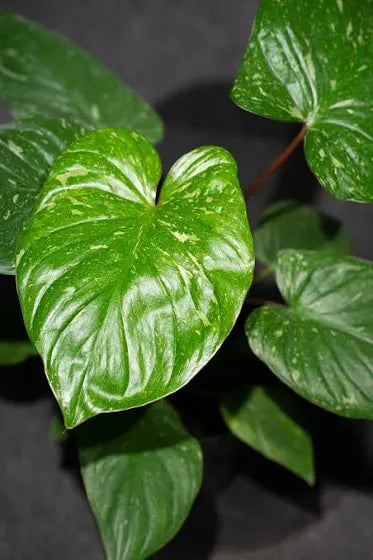 Homalomena