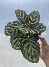 Load image into Gallery viewer, Calathea Makoyana Peacock Plant
