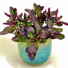 Purple Waffle