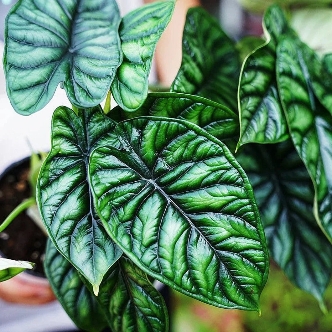 Alocasia Quilted Dreams