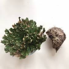 Rose of Jericho