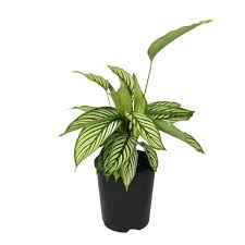 Calathea Vittata