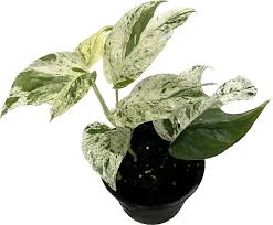 mint pothos Epipremnum Marble mint – Crazy Plant Bae