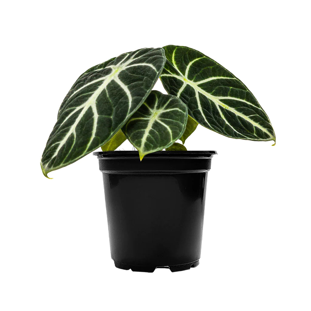 Alocasia Ninja – Crazy Plant Bae