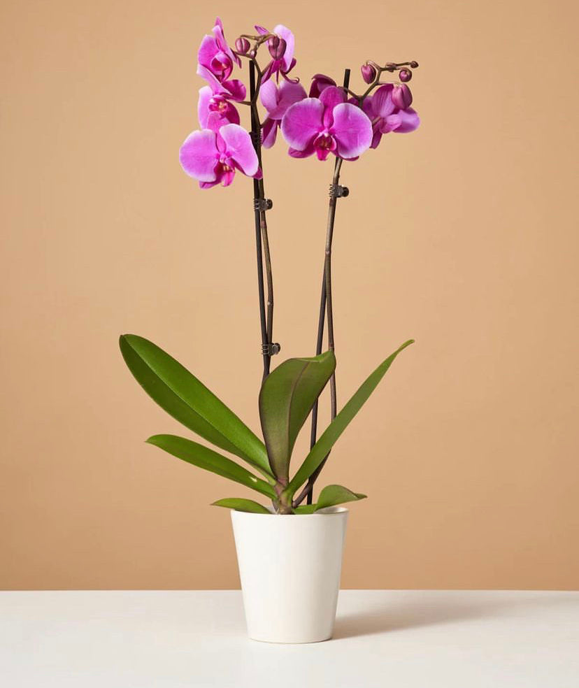 Orchid
