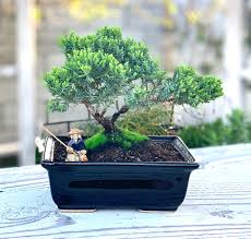 Juniper Bonsai Dwarf