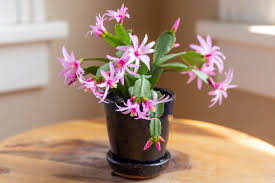 Spring Cactus