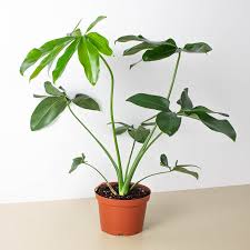 philodendron gracile Goeldii Philodendron (Goldie) – Crazy Plant Bae