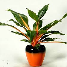 Green Orange Spider Plant