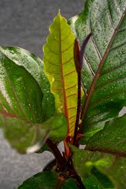 Anthurium Big Red