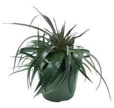 Bromeliad - Dyckia
