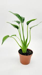 Alocasia Tiny Dancer/elephant