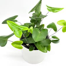 Heart leaf fern