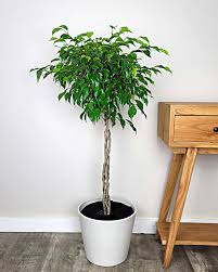 Ficus Benjamin