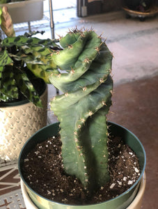 Cereus Forbesii - Spiral Cactus