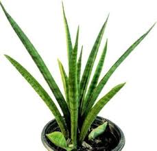 parva sansevieria Snake Sanseveria Parva – Crazy Plant Bae