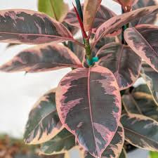 tineke vs ruby rubber tree Ficus elastica 4in Ruby Rubber Tree
