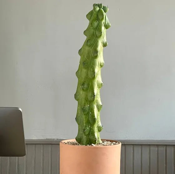 Booby Cactus