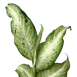 Dieffenbachia - Camouflage