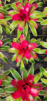 Bromeliad - Neoregelia Wolfgang (Pink)