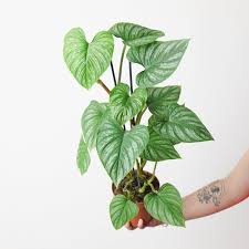 Philodendron Mamei