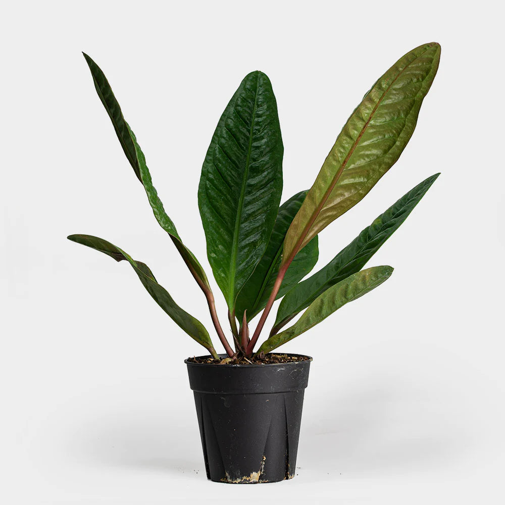 Anthurium Super Bum