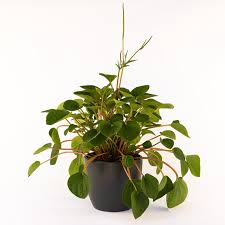 Rana Verde Peperomia