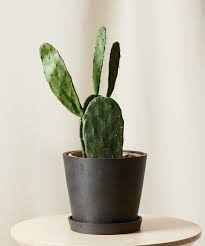 Prickly Pear Cactus
