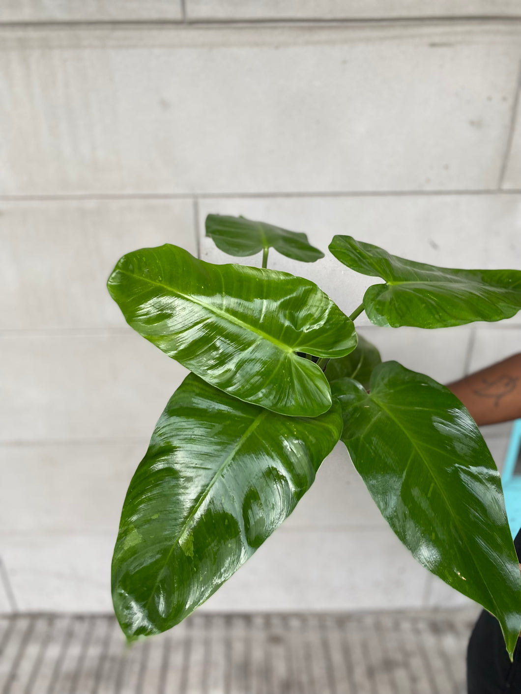 jose bueno philodendron Jose Bueno – Crazy Plant Bae