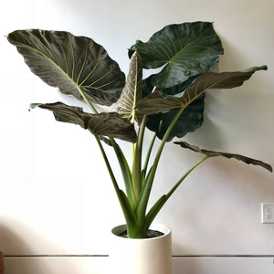 Alocasia Regal Shield