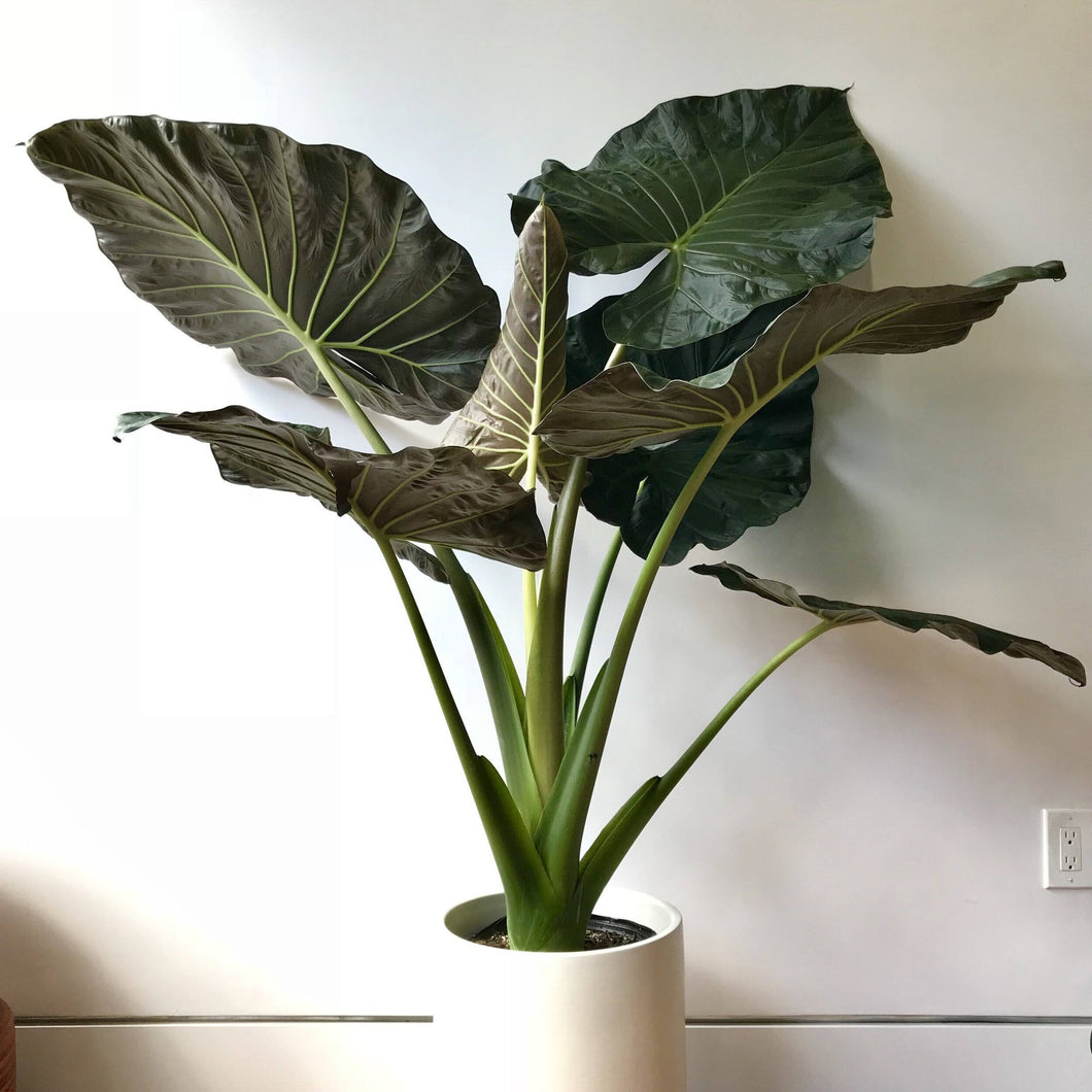 Alocasia Regal Shield