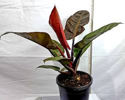 Philodendron Imperial Red