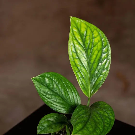 Monstera Pinnatipartita