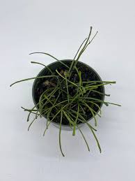 Hoya Retusa