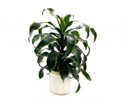 Dracena Dorado