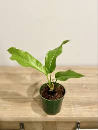 Anthurium Hookerii